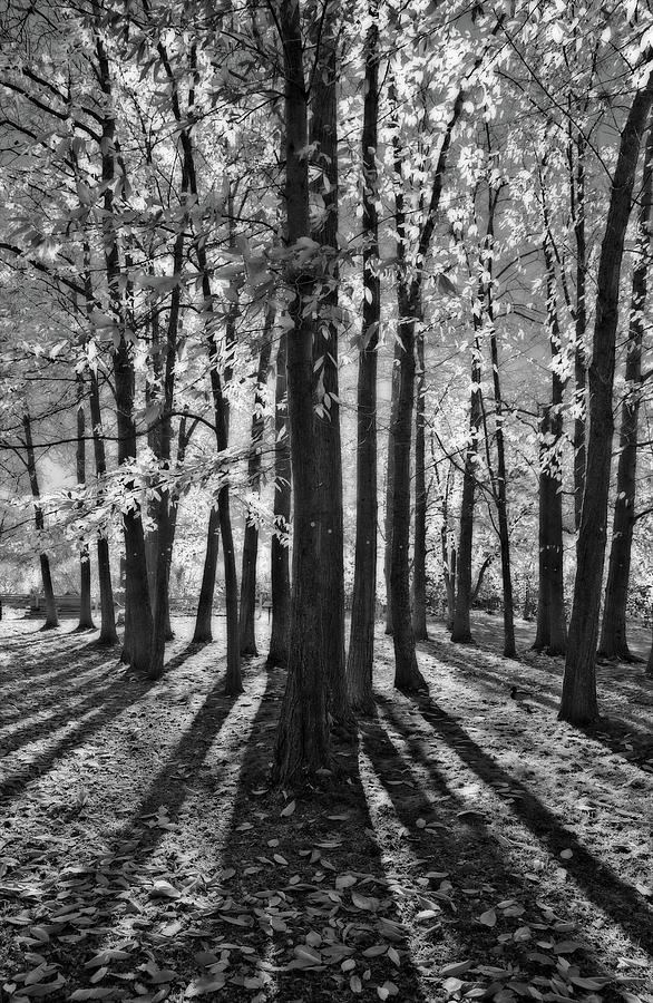 Backlit Autumn Trees Photograph by Allan Van Gasbeck