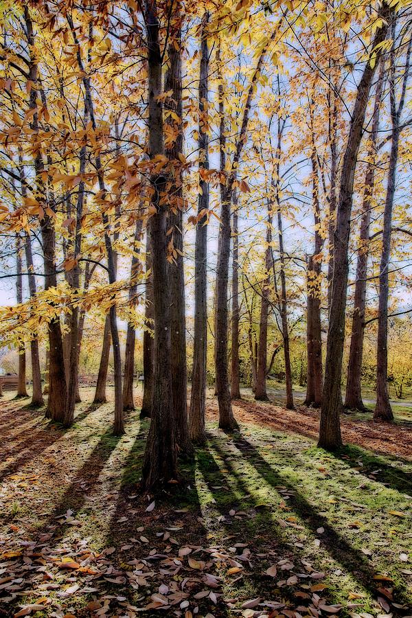 Backlit Autumn Trees and Shadows Photograph by Allan Van Gasbeck