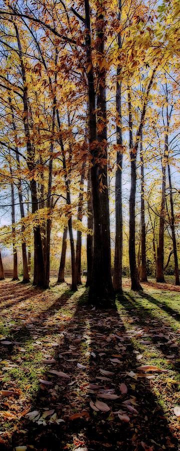 Backlit Autumn Trees Tall Photograph by Allan Van Gasbeck