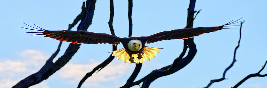 Backlit Bald Eagle - flying straight toward viewer - Stoughton WI Photograph by Peter Herman
