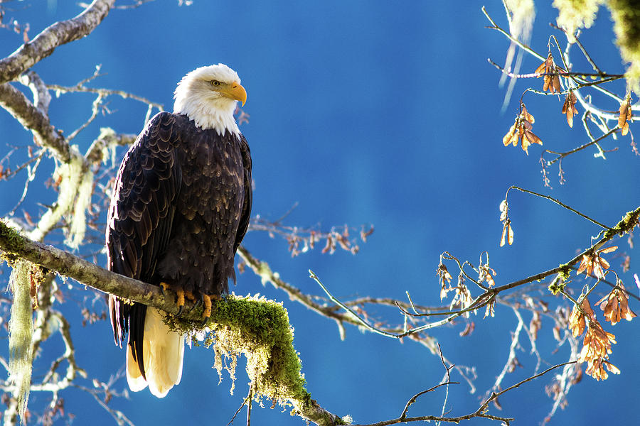 Backlit Bald Eagle in Squamish by Hagen Pflueger Backlit Bald Eagle in Squamish by Hagen Pflueger