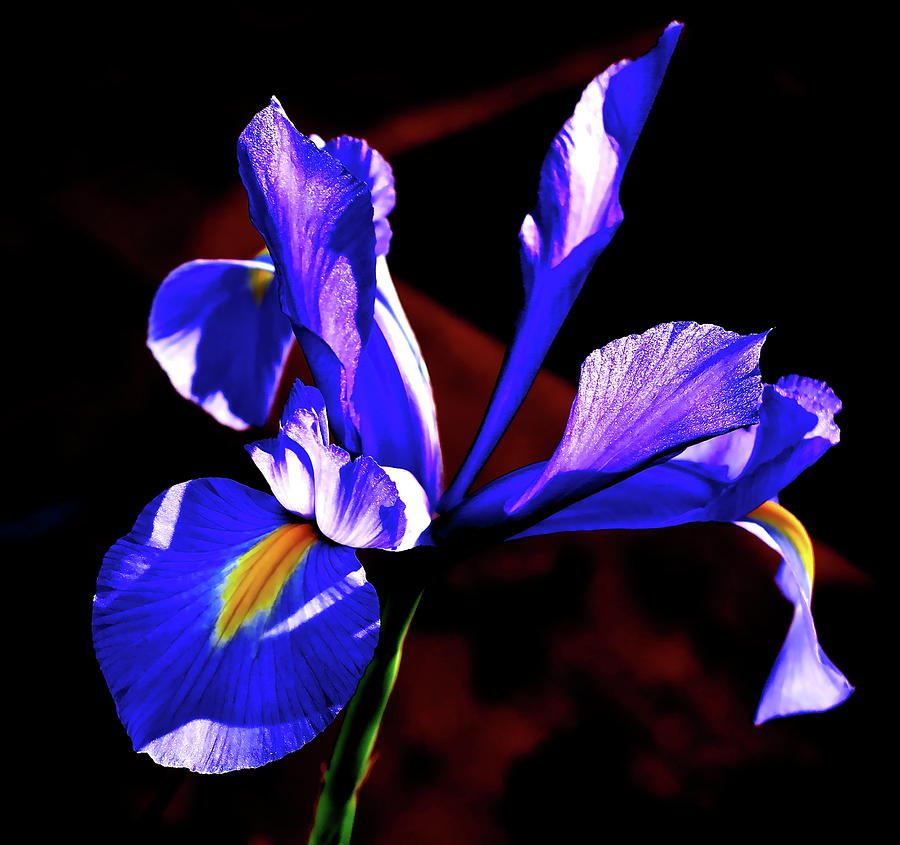 Backlit Blue Iris Macro Photograph by Bonnie See - Fine Art America