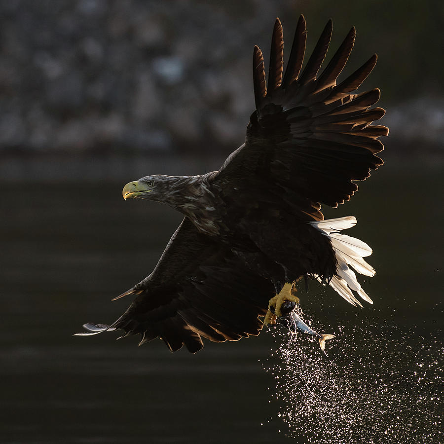 Backlit catch Photograph by Allen Trivett - Fine Art America