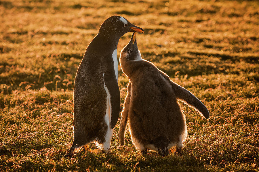 Backlit Gentoo And Begging Chick Photograph by Tui De Roy