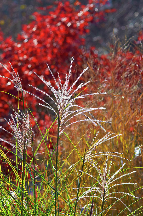 Backlit grasses Photograph by Garden Gate magazine