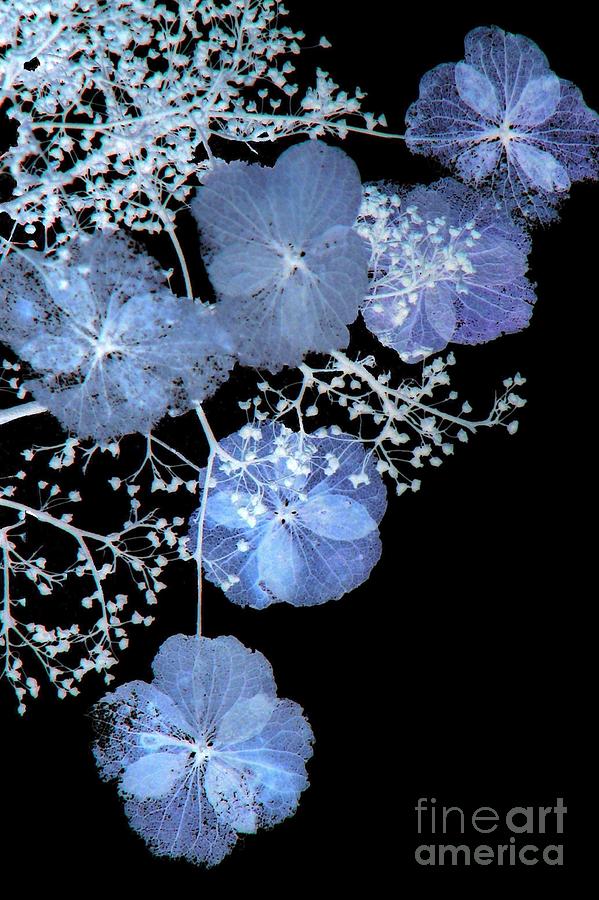 Flower Photograph - Backlit hydrangeas by Frank Townsley