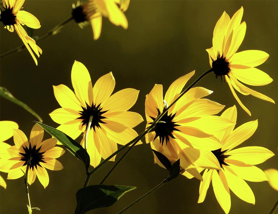 Backlit by John Bates Backlit by John Bates