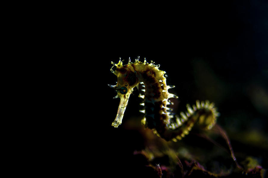 Backlit Juvenile Thorny Seahorse Photograph by Bruce Shafer