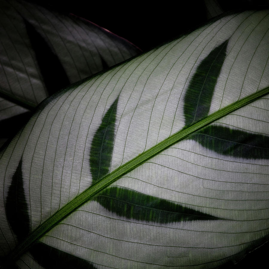 Backlit Leaf Pattern Digital Art by David Pinzer - Fine Art America