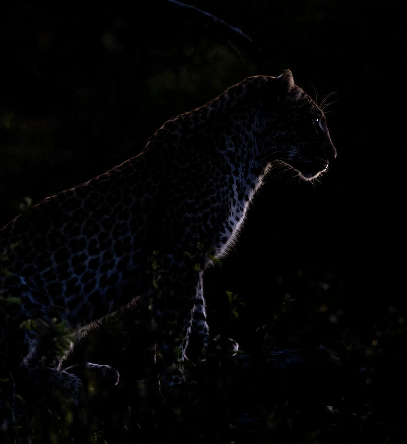 Backlit leopard Photograph by Mark Hunter
