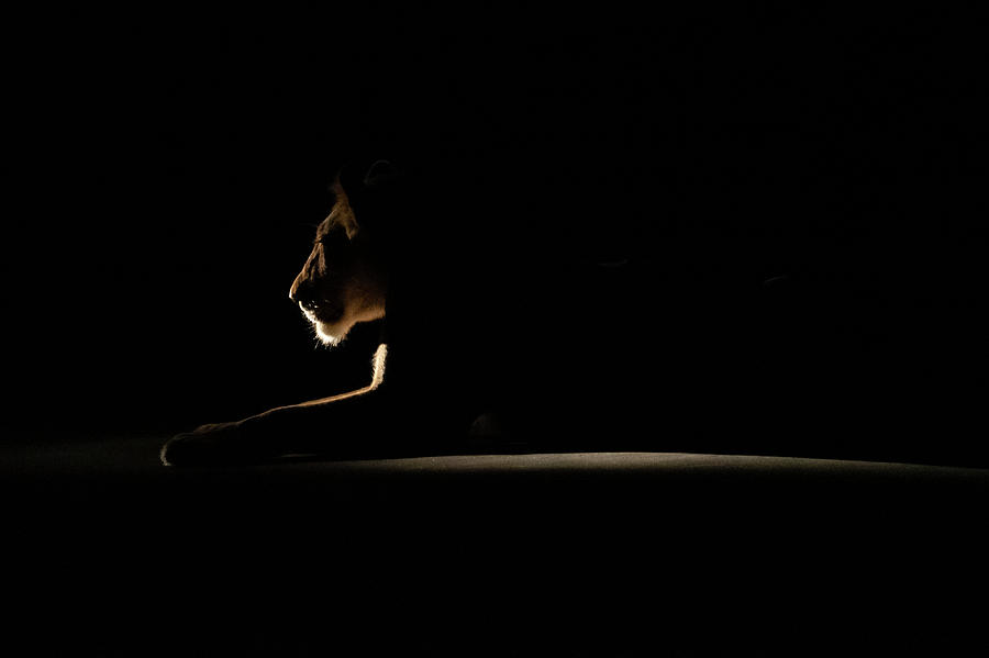 Backlit Lion 2 Photograph by Mark Hunter