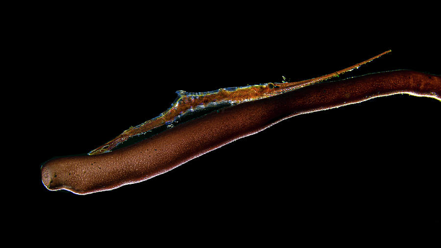 Backlit Ocellated Tozeuma Shrimp Photograph by Bruce Shafer
