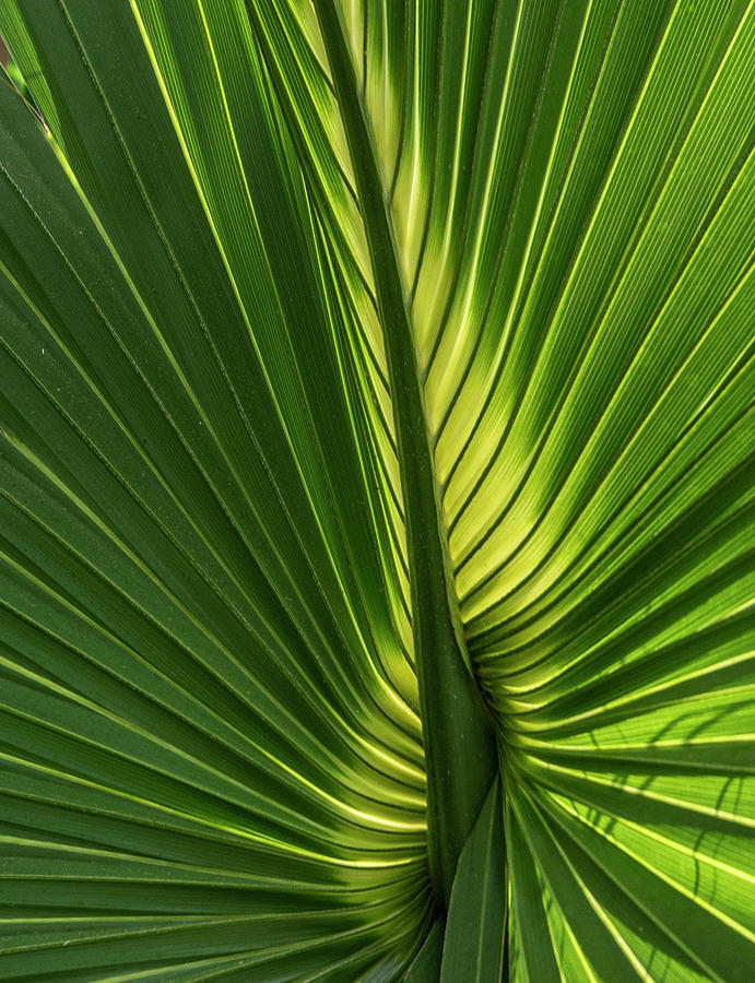 Backlit Palm by Ronald Santini Backlit Palm by Ronald Santini