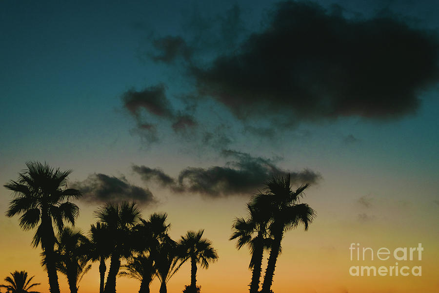 Backlit palm trees at sunset in a beach resort town in summer. Photograph by Joaquin Corbalan