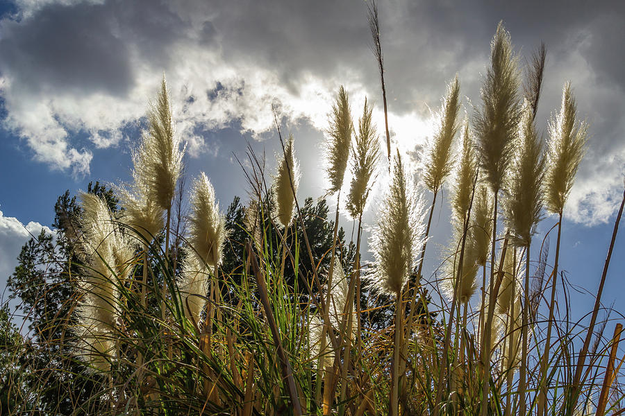 Backlit Pampas Grass Photograph by Roslyn Wilkins