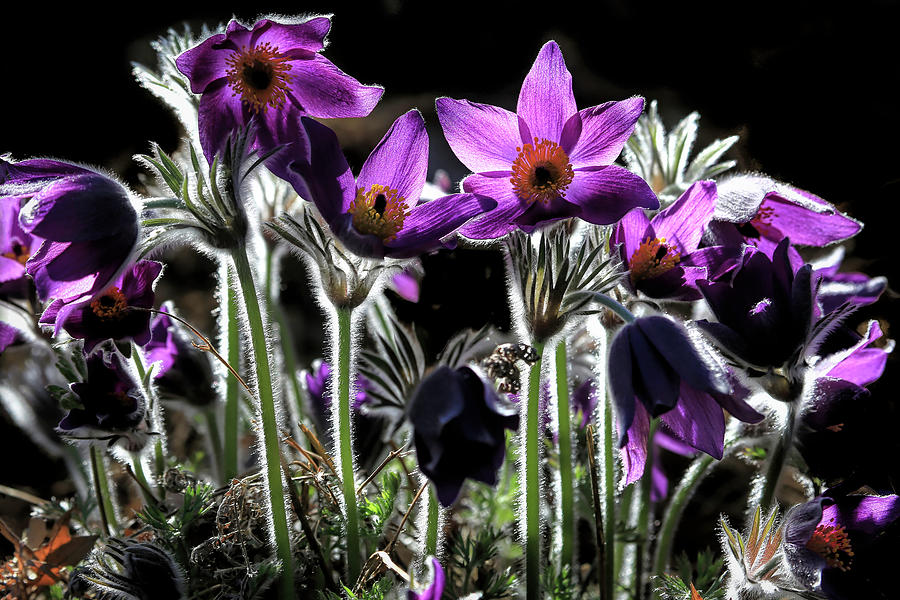 Backlit Pasque Flowers Photograph by Donna Kennedy