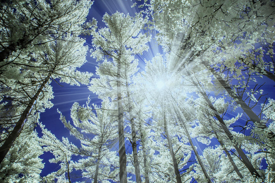 Backlit Pine Trees in Infrared Photograph by Randall Nyhof