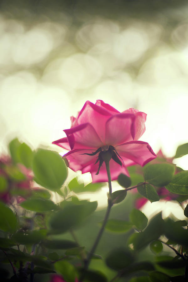 Backlit Pink Rose Shot From Beneath by Melissa Ross