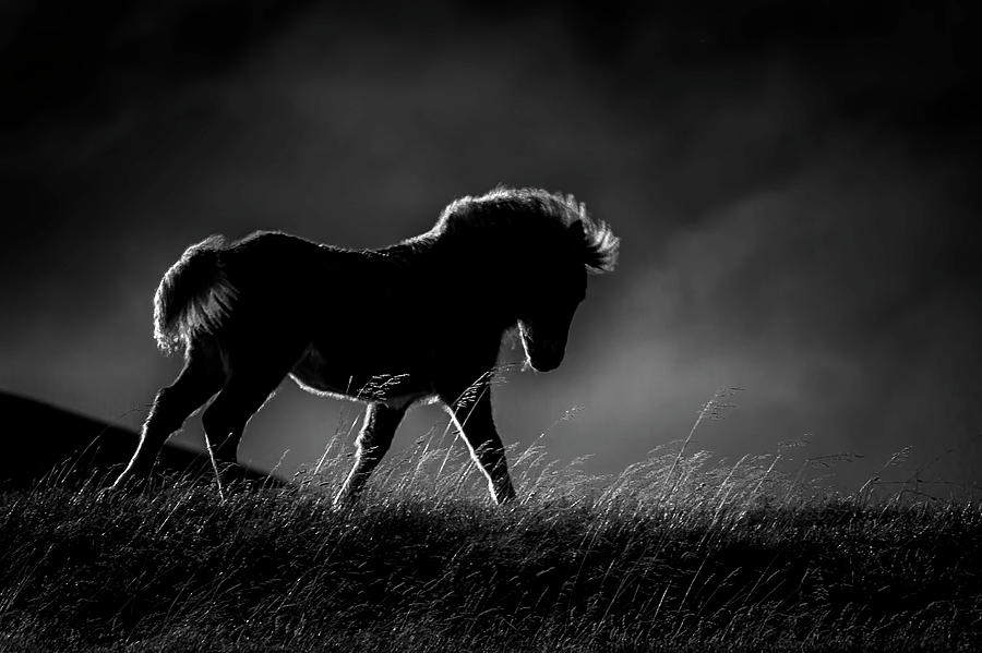 Backlit Pony  7621 Photograph