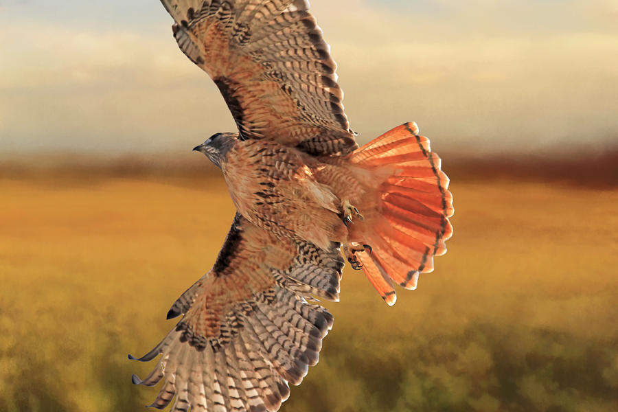 Backlit Red Tail Photograph by Donna Kennedy