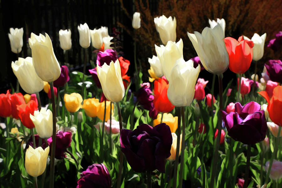 Backlit Tulips Photograph by Donna Kennedy