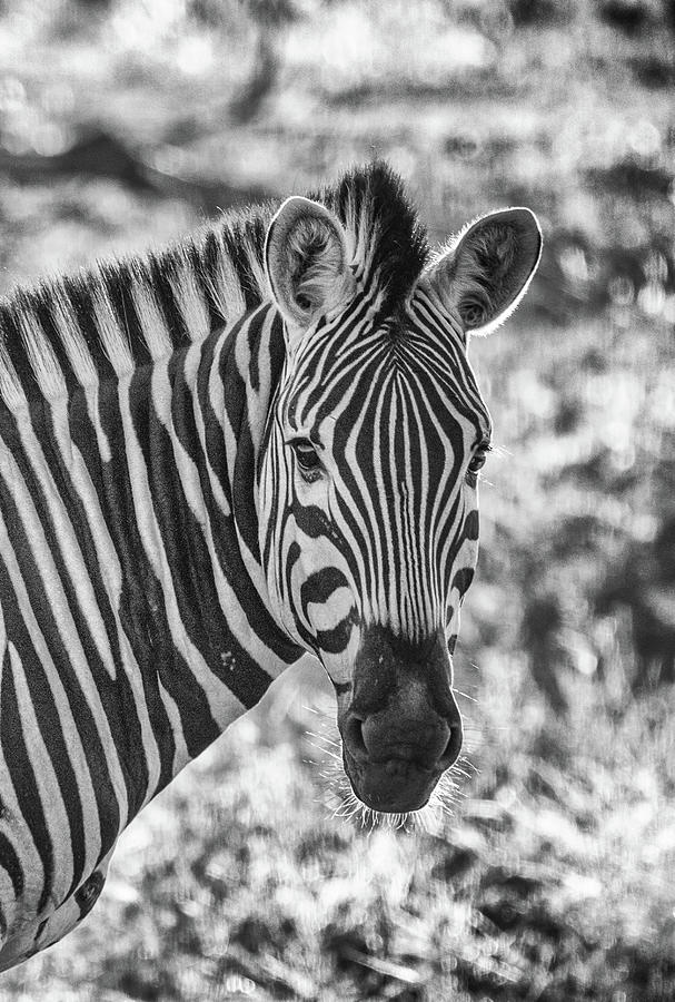 Backlit Zebra Portrait Photograph by Mark Hunter