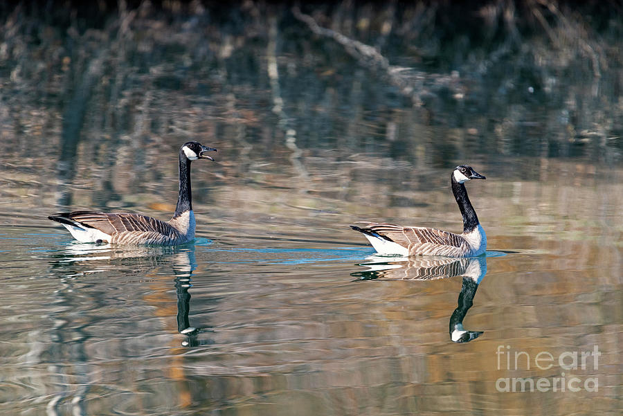 Geese Photograph - Backseat Driver by Michael Dawson