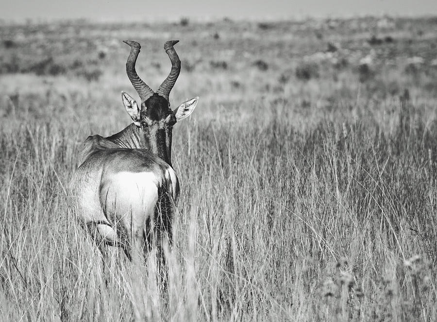 Wildlife Photograph - Backward Glance by Mountain Dreams