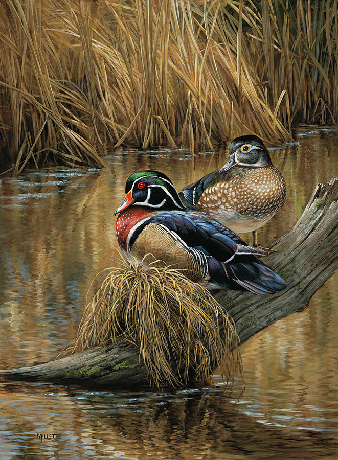 Bird Painting - Backwaters Wood Ducks by Wild Wings