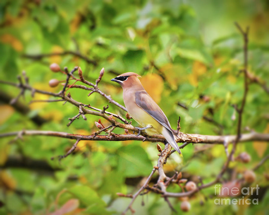 Backyard Birding - Cedar Waxwing Photograph by Kerri Farley