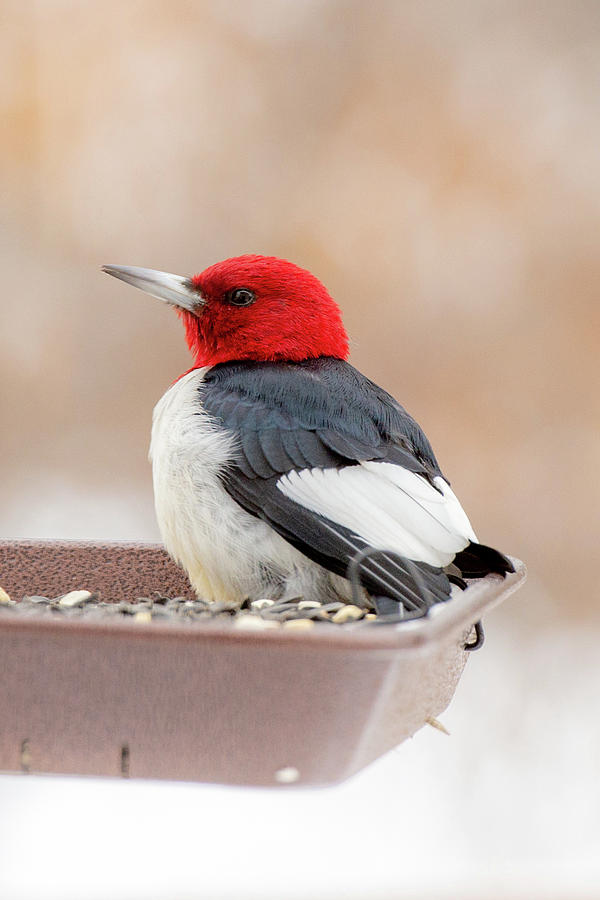 Backyard birds - Blue Jay and Red-Headed Woodpecker by Garrick Besterwitch