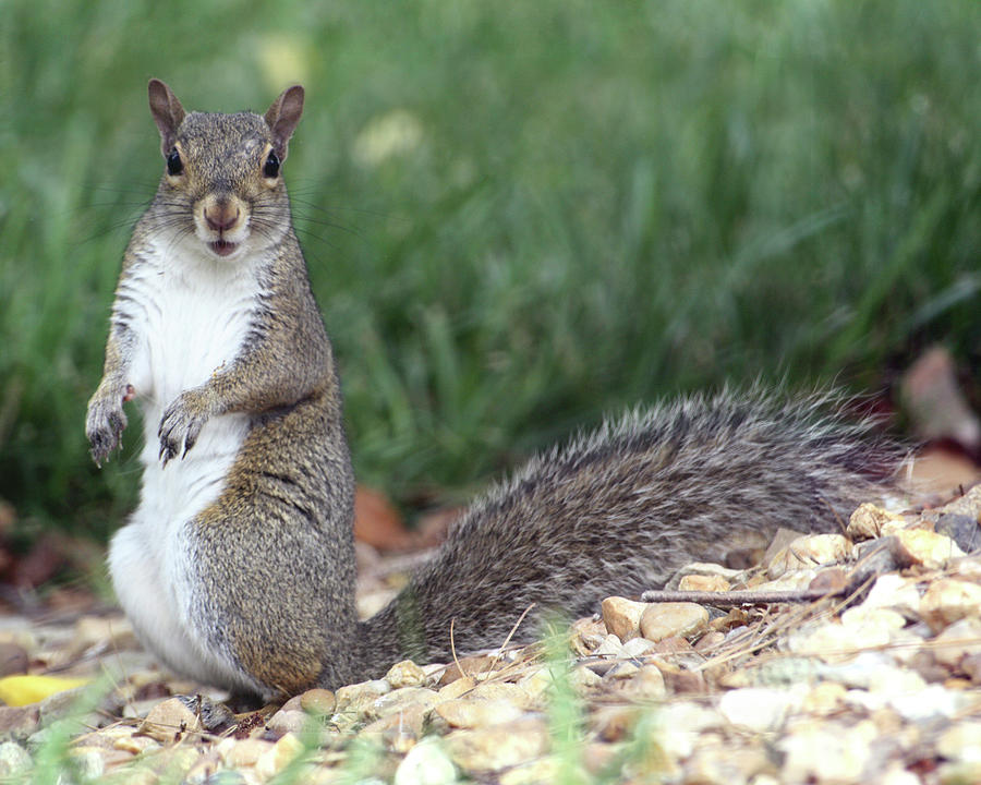 Squirrel Mixed Media - Backyard Buddy by Karen Williams