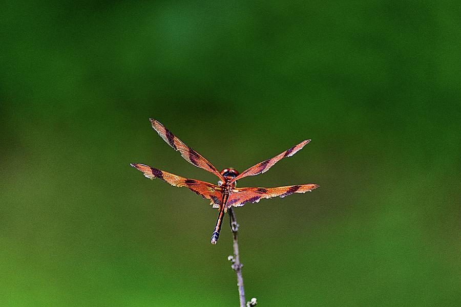 Backyard Dragonfly Photograph