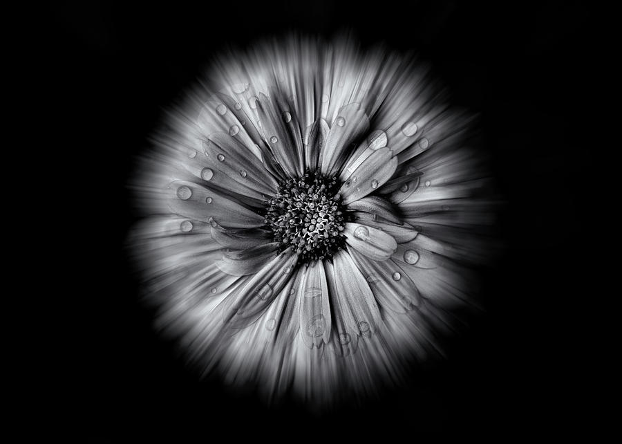 Backyard Flowers In Black And White 10 Flow Version Photograph