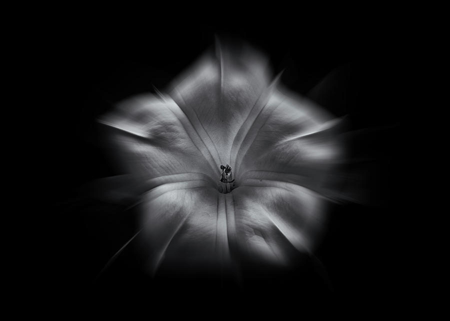 Backyard Flowers In Black And White 24 Flow Version Photograph by Brian Carson