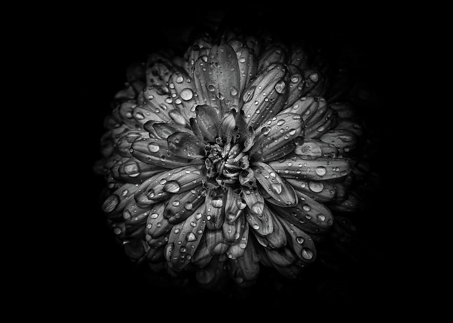 Backyard Flowers In Black And White 44 Photograph