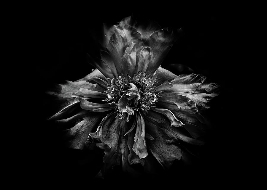 Backyard Flowers In Black And White 49 Photograph by Brian Carson