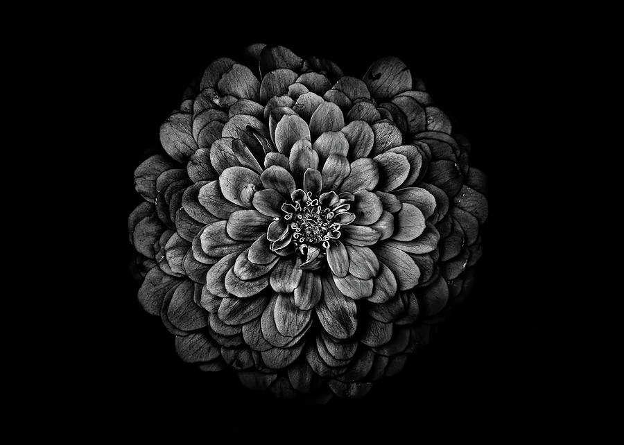 Backyard Flowers In Black And White 54 Photograph