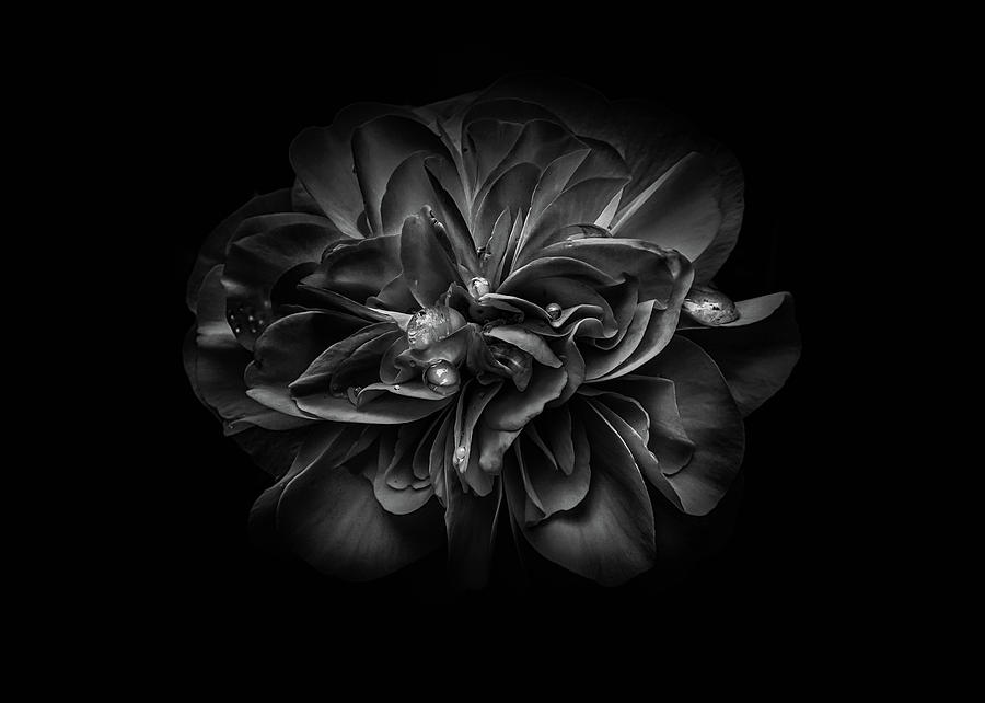 Backyard Flowers In Black And White 67 Photograph by Brian Carson