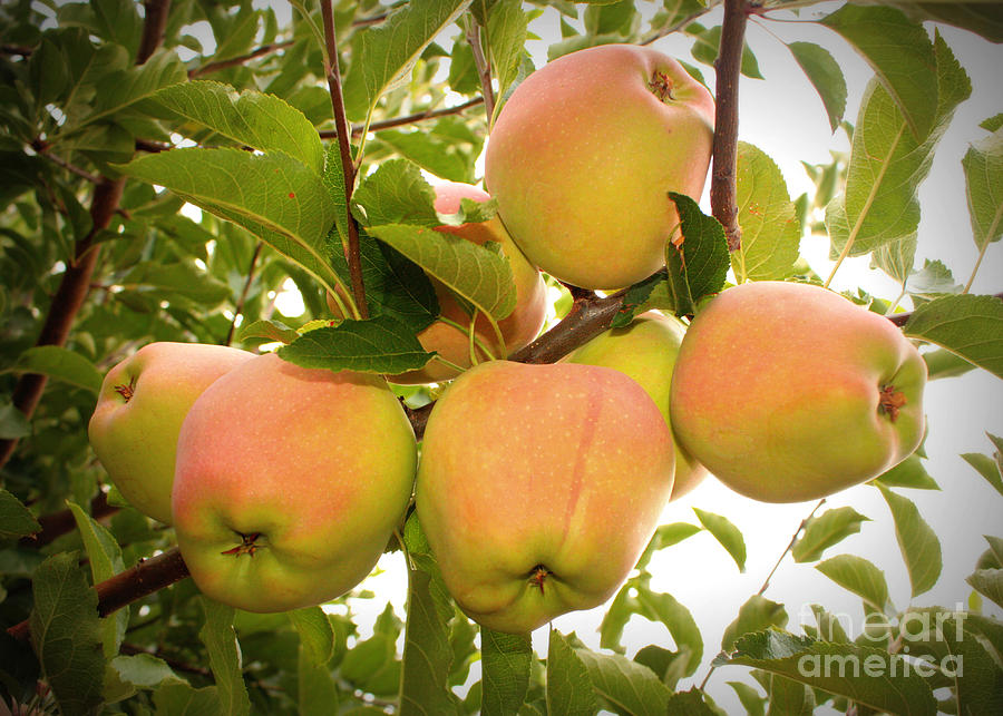 Backyard Garden Series - Apples in Apple Tree Photograph by Carol Groenen