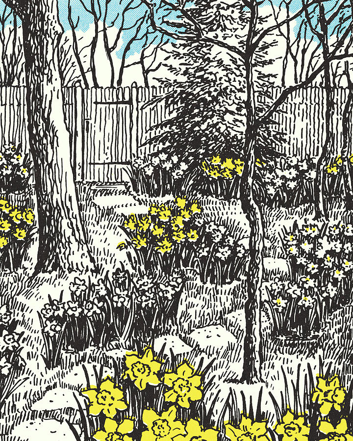 Nature Drawing - Backyard Garden with Daffodils by CSA Images