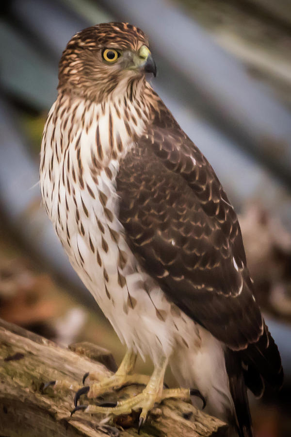 Backyard Visitor Hawk Photograph by Terry DeLuco