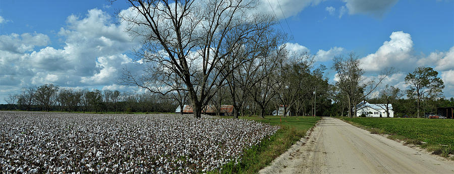 Bacon County Georgia Cotton Field Photograph by Michael Brown