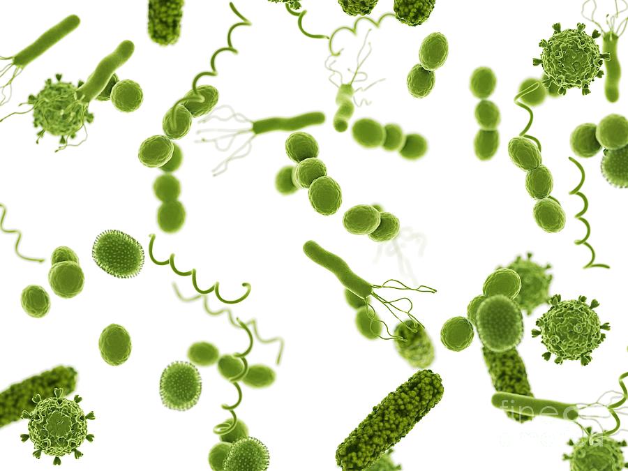 3d Photograph - Bacteria And Viruses by Sebastian Kaulitzki/science Photo Library