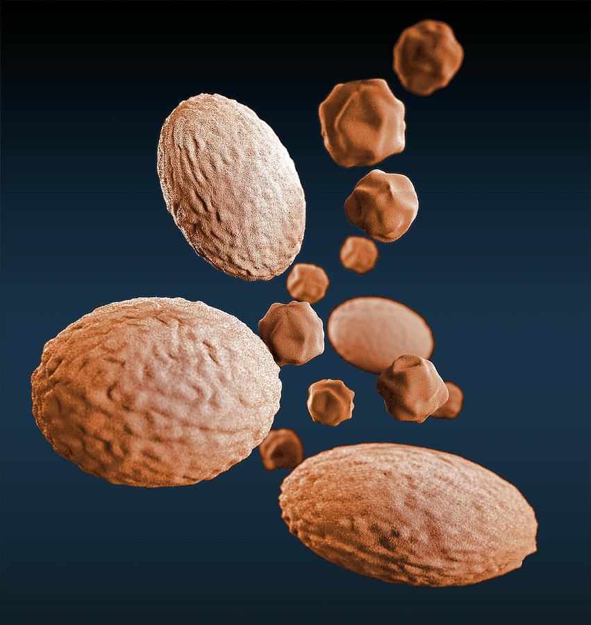 Bacteria Chlamydia Psittaci, 3d Model by Science Source