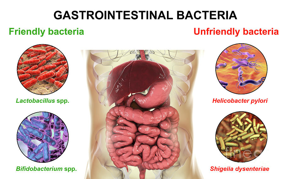 Bacteria estomago