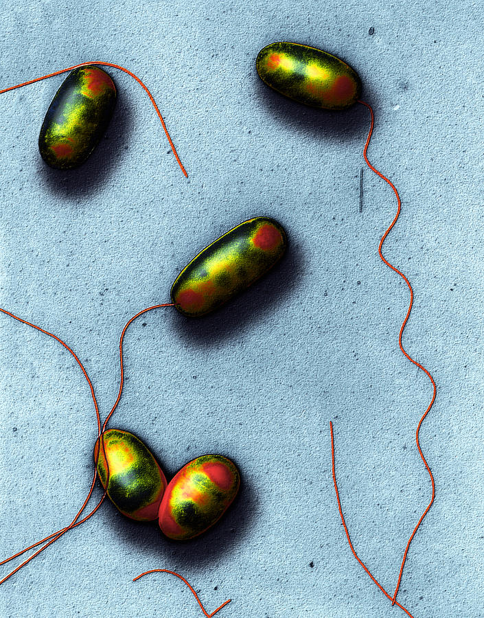 Bacteria, Legionella Pneumophila, Tem Photograph by Meckes/ottawa