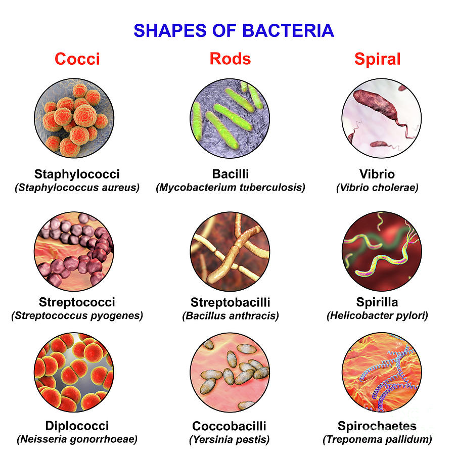 Bacteria Of Different Shapes Photograph by Kateryna Kon/science Photo Library