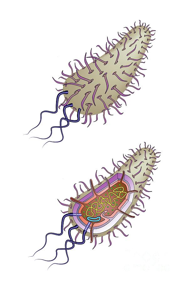 Bacterial Cell Structure Photograph By Joe Brock, Research Illustration 