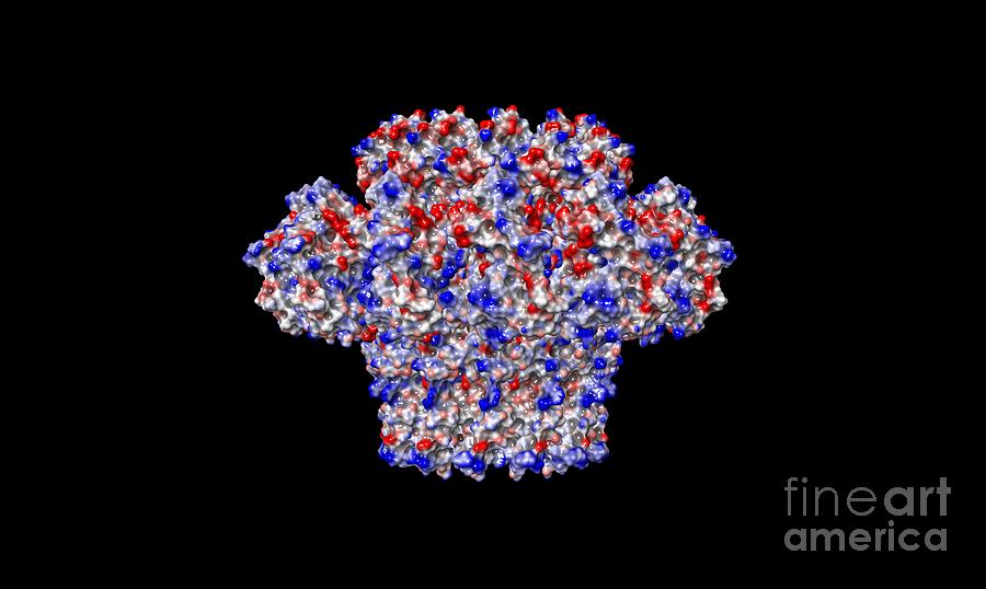 Bacteriophage T4 Gp20 Protein By Dr Victor Padilla Sanchez Phd Washington Metropolitan 3097